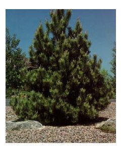 Austrian Pine