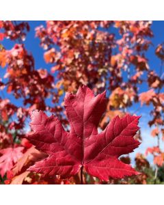 Autumn Blaze Maple