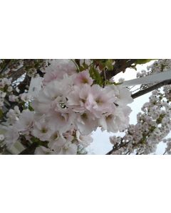 Autumn Brilliance Serviceberry