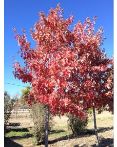 Autumn Fantasy Maple