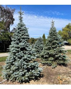 Baby Blue Spruce