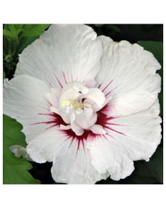 Bali Rose of Sharon