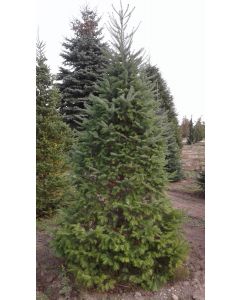 Balsam Fir