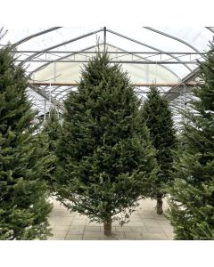 Balsam Fir Christmas Tree