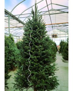 Balsam Fir Christmas Tree