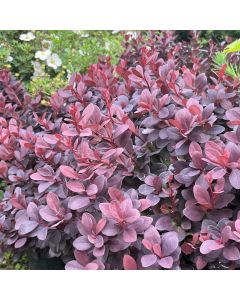 Concorde Barberry