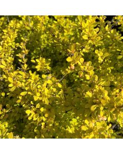 Golden Dwarf Barberry