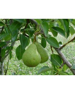 Bartlett Pear