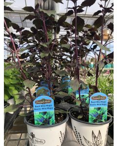 Basil - Wild Magic Herbalea
