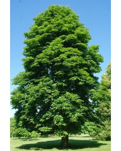 Bauman Horsechestnut