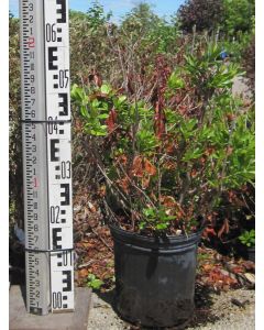 Northern Bayberry 