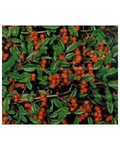 Bearberry Cotoneaster