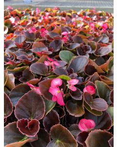 Begonia Boom Rose Flat 12x4