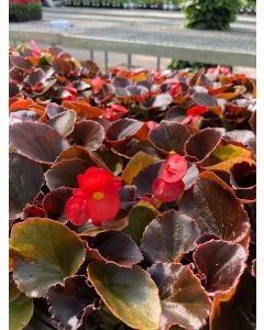 Begonia Boom Scarlet Flat 12x4