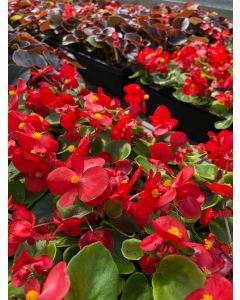 Begonia Bing Scarlet Flat 12x4