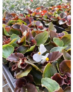 Begonia Boom White Flat 12x4
