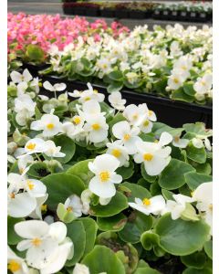 Begonia Bing White Flat 12x4