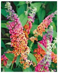 Bicolor Butterfly Bush