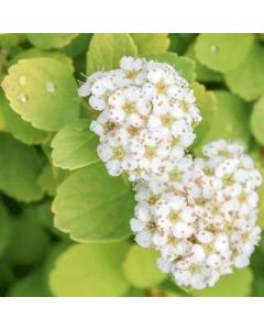 Birchleaf Spirea Glow Girl