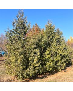 Black Cedar