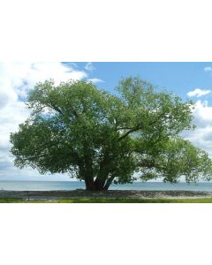 Black Willow