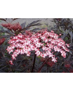 Black Lace Elderberry