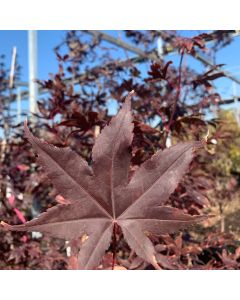 Bloodgood Japanese Maple