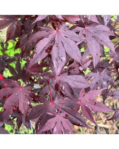 Bloodgood Japanese Maple