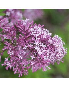 Bloomerang Dark Purple Lilac