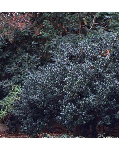 Blue Boy Blue Holly