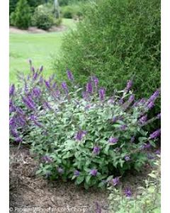 Blue Chip Butterfly Bush