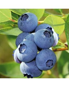 Blue Crop Blueberry
