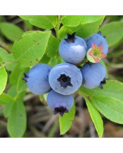 Blue Jay Highbush Blueberries