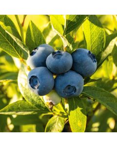 Blue Jay Highbush Blueberry