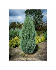 Blue Point Juniper