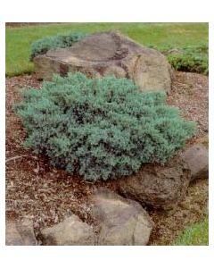 Blue Star Juniper