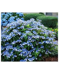 Bluebird Hydrangea