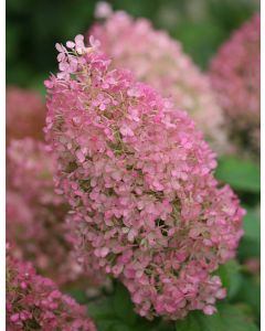 Bobo Hydrangea