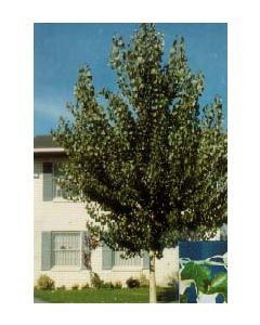 Bolleana White Poplar