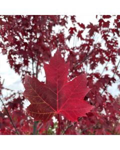 Brandywine Red Maple