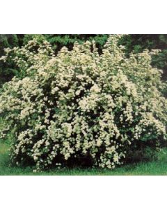 Bridlewreath Spirea