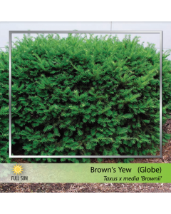 Browns Yew