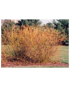 Buds Yellow Dogwood