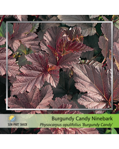 Burgundy Candy Ninebark