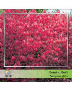 Burning Bush Std