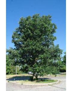 Burr Oak