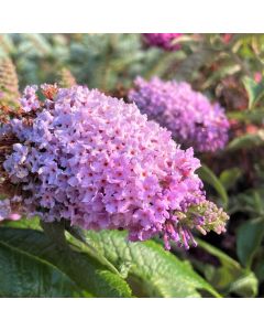 Pugster Amethyst Butterfly Bush