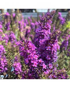 Birthday Cake Butterfly Bush