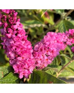 Lo & Behold Butterfly Bush