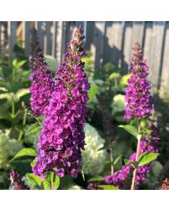 Miss Violet Butterfly Bush